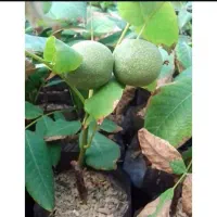 نهالستان گردو|گل و گیاه طبیعی|کبودرآهنگ, |دیوار