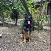 سگ ژرمن آموزش دیده