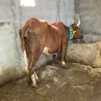گاو آبستن با گوساله