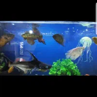 فروش اکواریوم وماهی به صورت کلی وجزئی