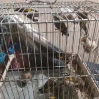 سهرپاییزیی دونه آب خورده|پرنده|بروجرد, |دیوار