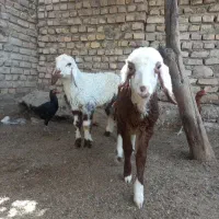 بره