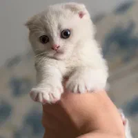 بچه گربه اسکاتیش و بریتیش ۲ ماهه
