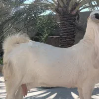 فروش یک راس بز گلابی