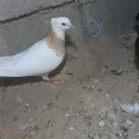 سلام گمشده توضیحات بخون