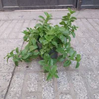 گل ۵۰|گل و گیاه طبیعی|اراک, |دیوار