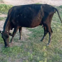 گاو و گوساله ماده