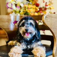 سگ پا کوتاه|سگ|تهران, شهرک چیتگر|دیوار