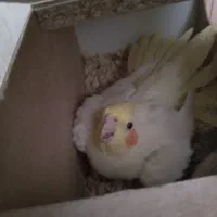 عروس هلندی لوتینوی