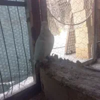 کبوتر سار نر|پرنده|مشهد, تلگرد|دیوار