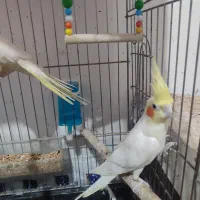 عروس هلندی