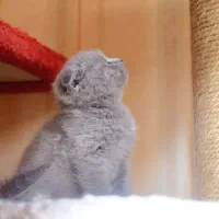 گربه اسکاتیش از مادر بریتیش|گربه|مشهد, چهارچشمه|دیوار