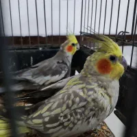 عروس هلندی یک جفت با قفس