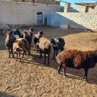 ۱۰ عدد میش قزل افشار|حیوانات مزرعه|شاهرود, |دیوار