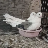 فروش کبوتر نقش|پرنده|تفت, |دیوار