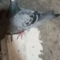 نروماده مگس|پرنده|زهک, |دیوار