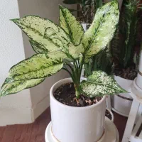 گلهای زیبا برای روز مادر که ماندنی باشه|گل و گیاه طبیعی|شاهینشهر, فدک|دیوار