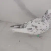 هفت رنگ کاکلی نربه شرط پرش|پرنده|سبزوار, قصبه شرقی|دیوار