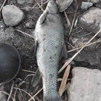 mahei آزاد|ماهی|ارس, |دیوار