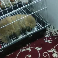 سگ اشپیتز پامر اصل|سگ|شیراز, شهرک والفجر|دیوار