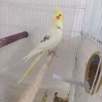 عروس هلندی