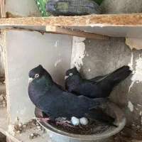 کبوتر زاغ کاکلی نروماده چش سفید ونک سفید