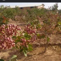حاضر به کار. در پسته ته کنی و ترمینال پسته ام