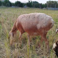 گوسفند آبستن افشاری|حیوانات مزرعه|طبقده, |دیوار