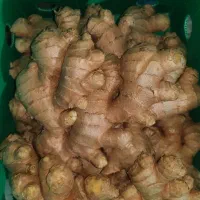 زنجبیل۵کیلویی چینی علمداری عمده