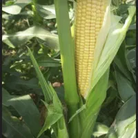 بلال (ذرت)مکزیکی گلخانه ای اماده برداشت