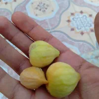 انجیر|گل و گیاه طبیعی|فیروزآباد (فارس), |دیوار