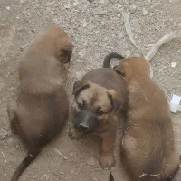واگذاری‌سگ‌باسه‌توله