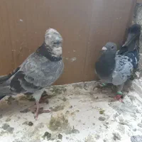 کبوتر|پرنده|ملارد, |دیوار