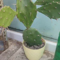 فروش کاکتوس