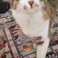گربه ملوس و ناز واگذاری رایگان