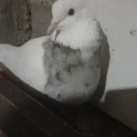 کبوتر فروشی