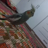 عروس هلندی|پرنده|بیرجند, |دیوار