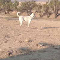 سگ گمشده|سگ|آبکوه, |دیوار