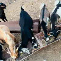 گوسفند فروشی