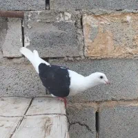 کبوتر دوکت