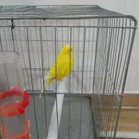 یک عدد مرغ عشق بالق نر ،مست آماده جفت|پرنده|رشت, کوی مهر|دیوار