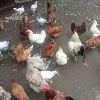 مرغ پاپر تخمگذار وکرج شو