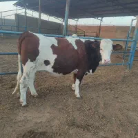 فروش دوراس تلیسه سمیینتال اصل