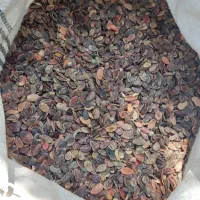 تخمه درهم هندوانه