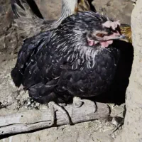 مرغ و خروس|حیوانات مزرعه|خوسف, |دیوار