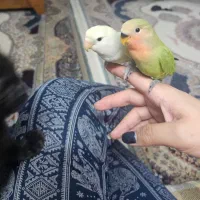 طوطی کوتوله برزیلی کامل دستی