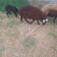 1راس بره نر