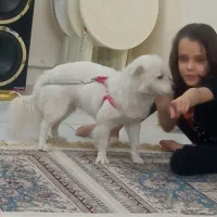 سرگرمی|سگ|پاکدشت, پاکدشت (مامازند)|دیوار