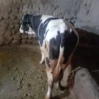 گوساله‌نر