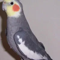 فروش و معاوضه